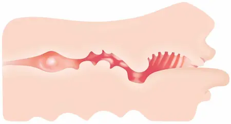Evolved Real Mouth intimni simulator sa anatomskom teksturom 15 cm