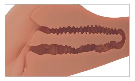 PDX Plus 360° Banger Tan Anatomski Torzo Intimna Mašina 4.9 kg