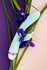 Vibrator sa klitoralnim stimulatorom Flovetta bi Toifa Iris, silikon, cijan, 22 cm