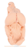 Valentina auto, masturbator 3D vagina, anus i po, sa vibracijom