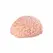 Seiraku Toys XTC Japan Brain Hacker DX intimni stimulator Peach, tekstura sa 7 zona, vrhunski kvalitet