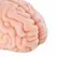 Seiraku Toys XTC Japan Brain Hacker DX intimni stimulator Peach, tekstura sa 7 zona, vrhunski kvalitet