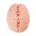Seiraku Toys XTC Japan Brain Hacker DX intimni stimulator Peach, tekstura sa 7 zona, vrhunski kvalitet