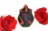 Bloomgasm Black Kiss Rose System Red/Black - Licking Motion Vibrator