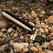 Evolved Real Simple Mini Bullet vibrator Crni hrom USB punjiv