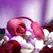 Evolved Wild Rose intimni stimulator sa efektom jezika u crvenoj boji, dva motora, punjiv preko USB kabla