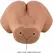 CRAZY BULL Hailey Intimate Dual-Entry Device Mulatto TPR Remote Vibrating