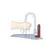 Lusty Lifestyle Sapun Novitetni Poklon 18cm - Anatomski Oblik