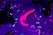 REALROCK Strapless Intimate System Glow in the Dark 13.5 cm